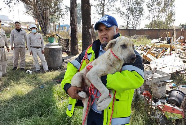 Varios animales fueron rescatados tras explosión de ducto en Puebla