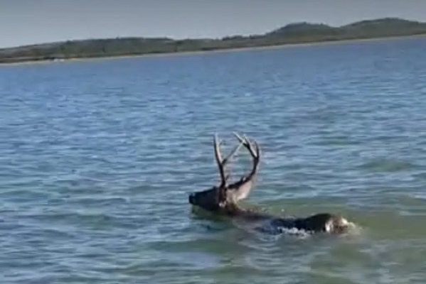 Captan en #VIDEO a venado nadando en presa de Nuevo León