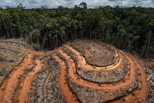 México se abstiene de firmar compromiso para combatir la deforestación