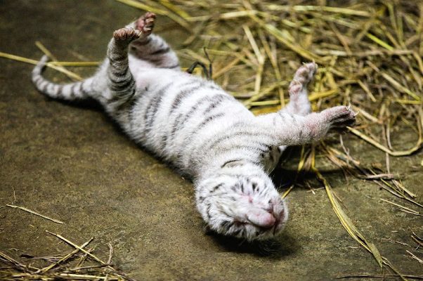 Nacen tres tigres blancos en Nicaragua y son alimentan con leche de cabra