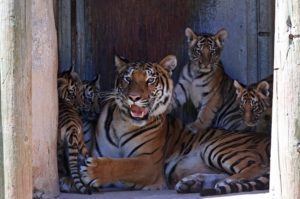 Nacen cuatro cachorros de tigre de bengala en zoológico en Ciudad Juárez #VIDEO
