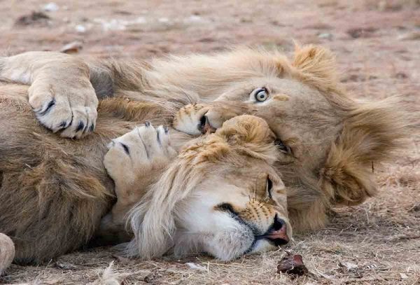 Cuatro leones dan positivo Covid-19 en parque de animales en Singapur