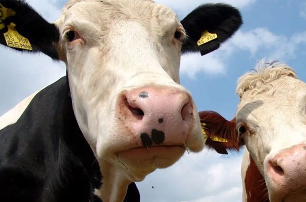 Detectan dos presuntos casos de enfermedad de vacas locas en humanos, en Brasil