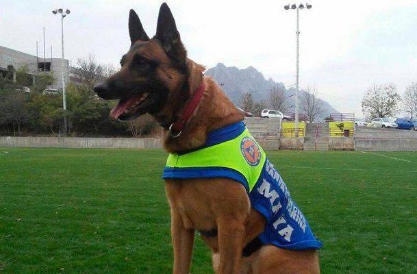 Maya, perrita rescatista de NL, se retira; le preparan un homenaje