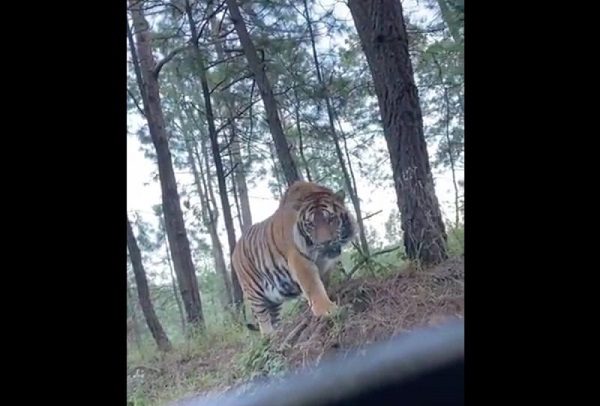 Captan a tigre de bengala en paraje de Tapalpa, Jalisco #VIDEOS