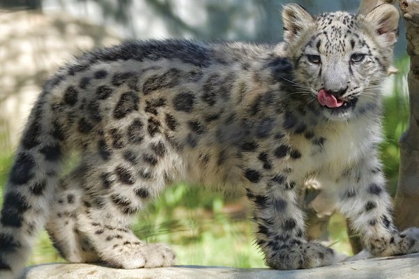 Tres leopardos de las nieves mueren por COVID-19 en Zoo de Nebraska