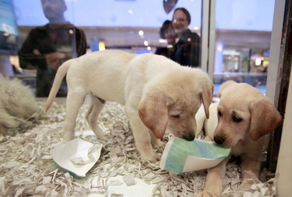 Francia prohíbe venta de perros y gatos en tiendas de mascotas a partir de 2024