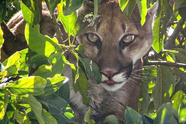 Capturan a un puma que merodeaba dentro de una casa en Oaxaca #VIDEOS