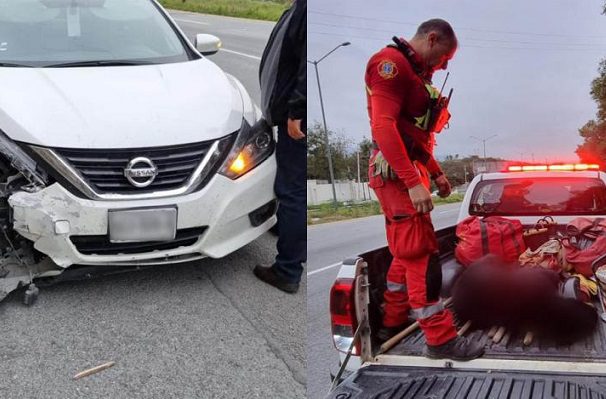 Oso negro muere atropellado en Carretera Nacional de Nuevo León