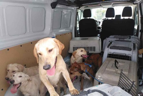 Dan dos años de cárcel a "veterinario" por maltratar a 27 perritos, en CDMX