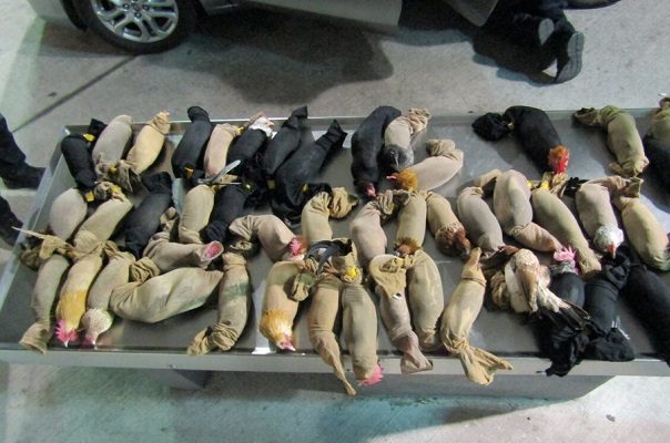 Estadounidense intenta cruzar 47 gallos de pelea en frontera de Tamaulipas