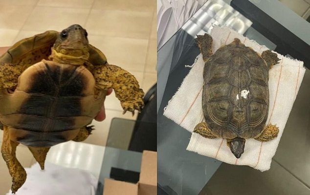 GN rescata una tortuga que hombre llevaba en su maleta, en Yucatán