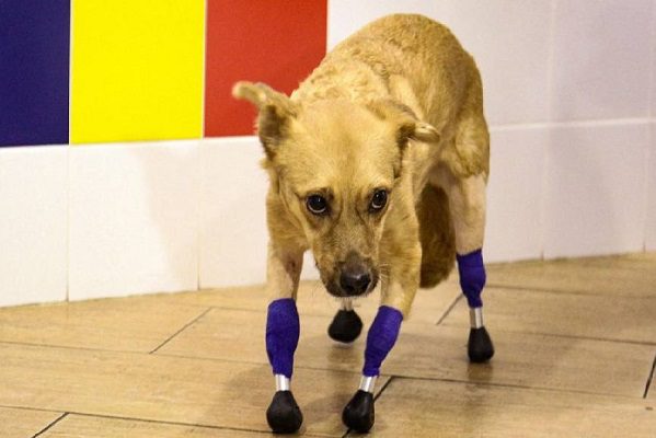 Perrita callejera maltratada recibe prótesis biónicas en Rusia #VIDEO