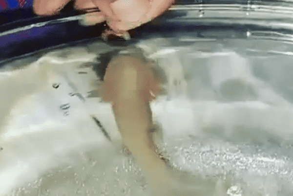 Rescatan a cría de ajolote abandonada en iglesia de Venezuela #VIDEOS