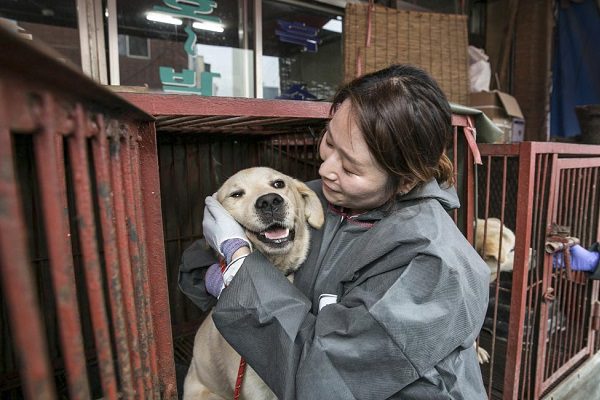 Corea del Sur creará comité que analizará prohibir venta de carne de perro