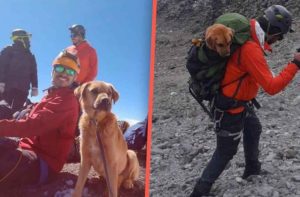 Así fue el rescate de ‘El Canelo’, perrito que sobrevivió un mes en el Pico de Orizaba