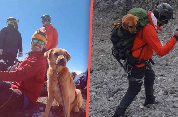 Así fue el rescate de 'El Canelo', perrito que sobrevivió un mes en el Pico de Orizaba