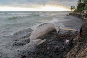 Hallan ballena muerta en una playa de El Salvador