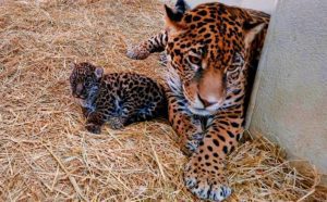 Nacen dos cachorros de jaguar en Estado de México