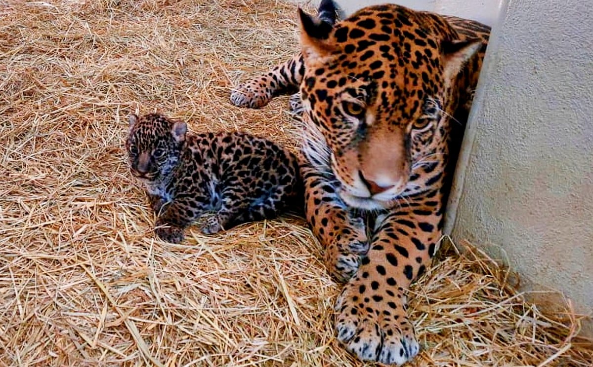 Cachorros de jaguar