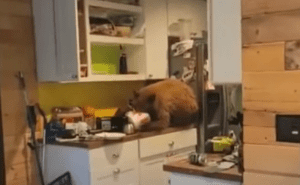 Oso irrumpe en cocina para devorar cubeta de pollo #VIDEO
