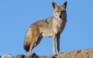 Brigada de Vigilancia Animal resguarda a cachorra de coyote mexicano