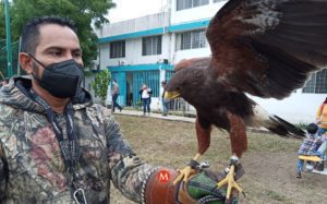 Venden águilas por redes sociales hasta en 18 mil pesos