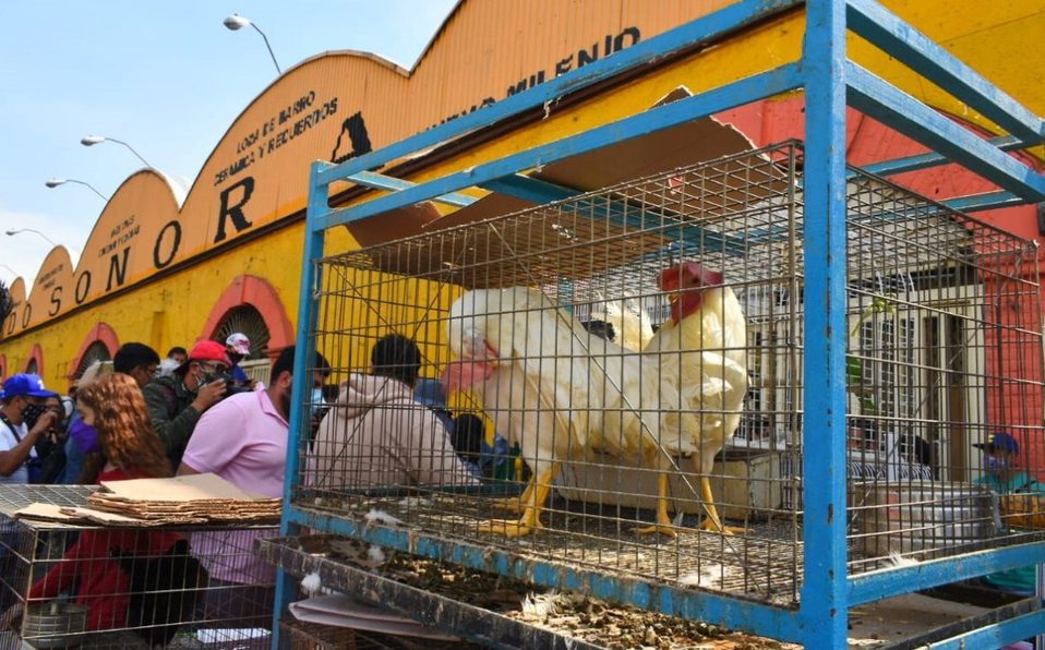 CDMX eliminará poco a poco venta de animales en Mercado Sonora: Sheinbaum