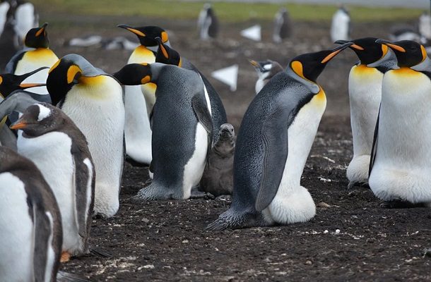Hombre mató a cientos de pingüinos y aplastó 140 nidos, en Argentina