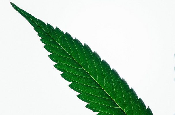 SCJN declara inconstitucional prohibir la producción de cannabis con fines industriales