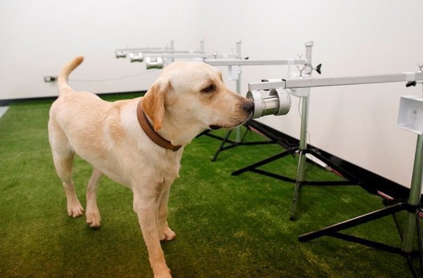 Cinvestav entrena a perritos para detectar Covid-19 en personas