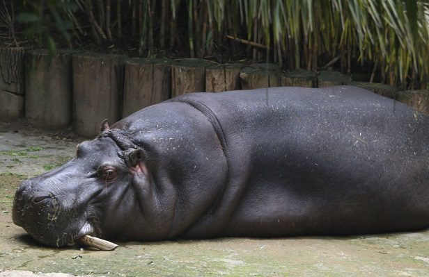 Dos hipopótamos dan positivo a Covid-19 en zoológico de Bélgica