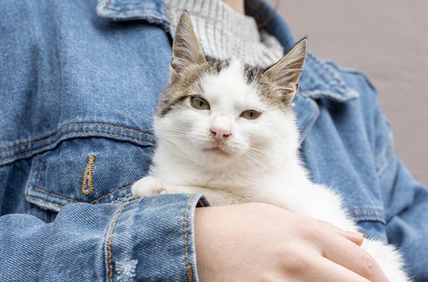 Descubren cientos de gatos muertos en el hogar de un anciano francés