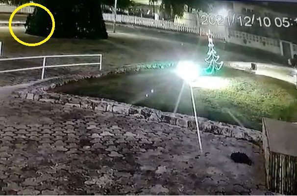Encapuchados incendiaron el árbol navideño en el Congreso de QRoo #VIDEOS