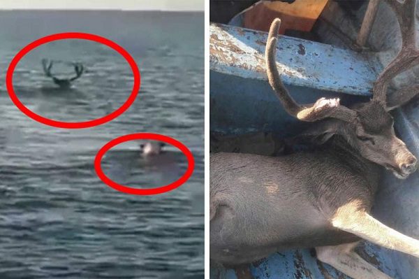 Critican a pescador por cazar a venado bura, en Puerto Cancún #VIDEO