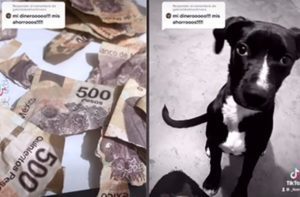 ¡Mis ahorros, mi dinero!”, perrito destroza dinero de su dueña y se hace viral