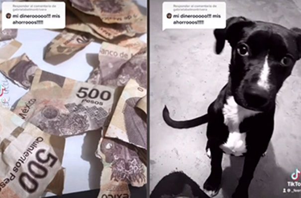 ¡Mis ahorros, mi dinero!", perrito destroza dinero de su dueña y se hace viral