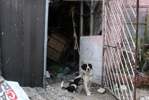 Nuevo León castigará hasta con tres años de cárcel el maltrato animal