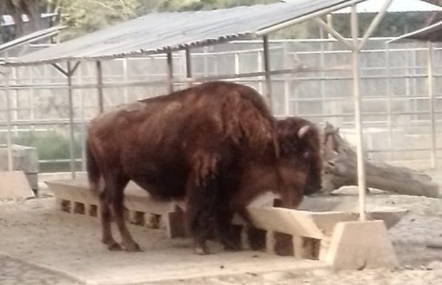 Muere ‘La Diabla’, hembra bisonte de los zoológicos de CDMX