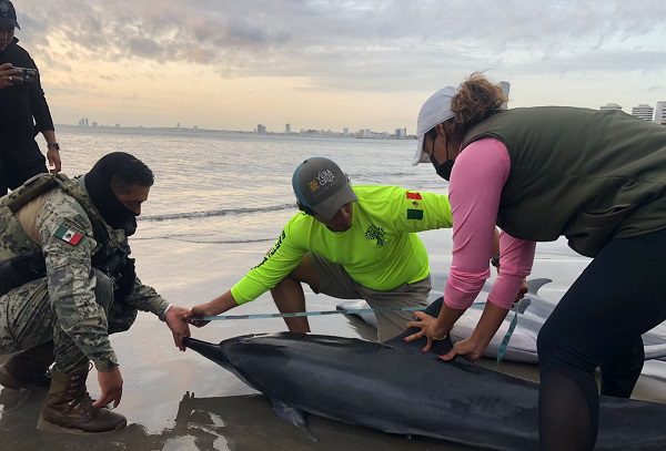 Siete delfines encallan en Boca del Río, Veracruz; tres mueren
