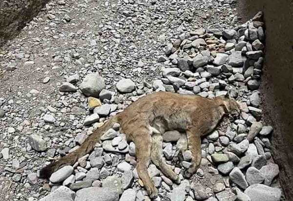 Hasta el momento se desconoce si su muerte fue natural o víctima de la caza furtiva, además, el cuerpo continúa en el lugar