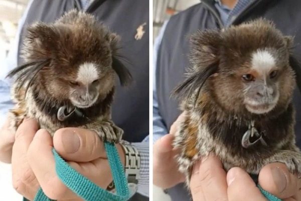 Detienen a hombre que dejó en su auto a un mono en peligro de extinción, en CDMX