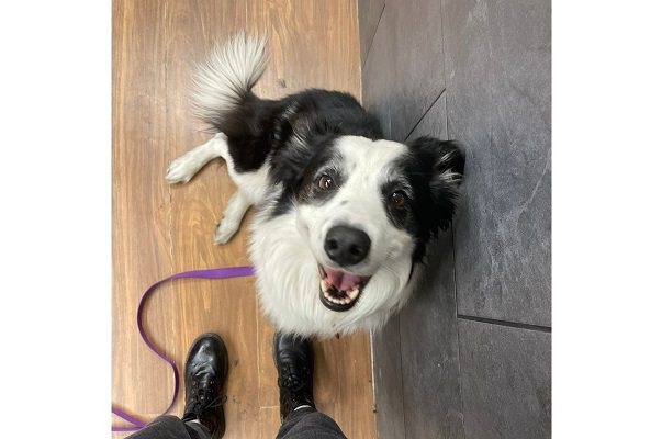 Critican duramente a Aeroméxico por perder a perrito de pasajera por 6 horas