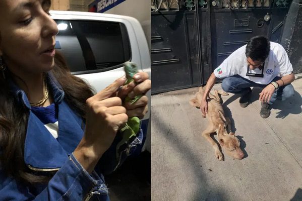 Tras protestas, autoridades rescatan a animales en domicilio de la Benito Juárez