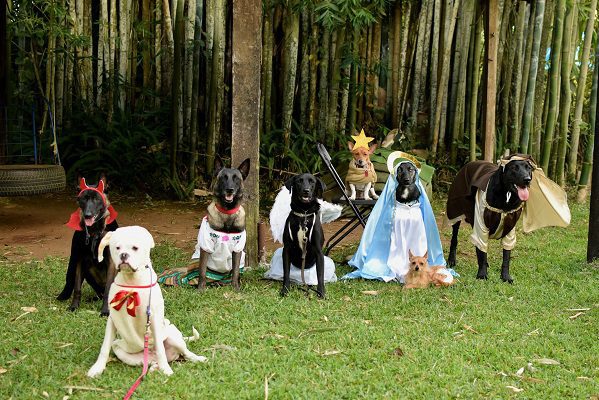 Pastorela de lomitos en Veracruz causa furor en redes sociales