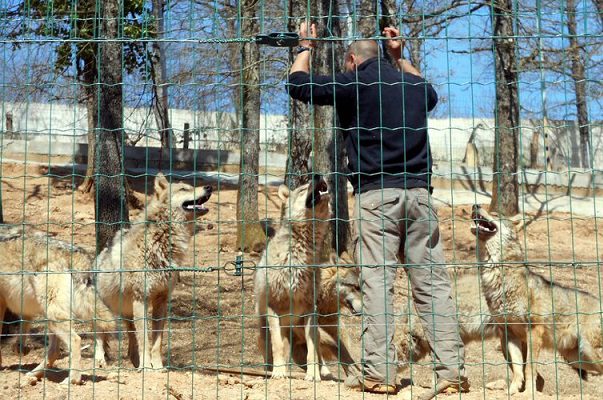 Una manada de lobos se escapa en zoológico en Francia