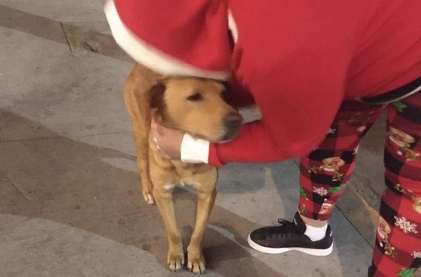 Refugio reparte comida navideña a perritos callejeros en Ecatepec