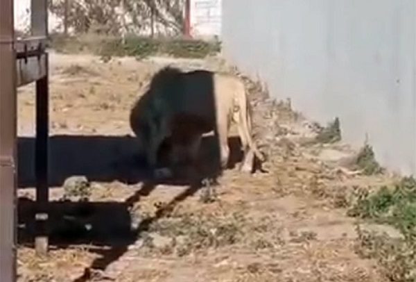 León devora a cachorro en zoológico de Hidalgo; visitantes vieron la escena