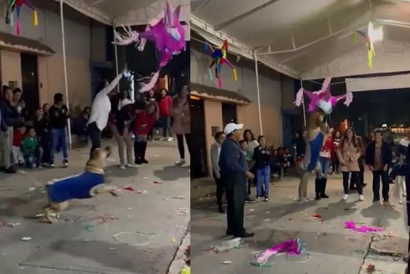 Perrito se hace viral por rompe la piñata de una posada #VIDEO