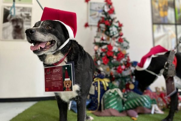 Perritos rescatados del Metro recibirán las cartas para los Reyes Magos